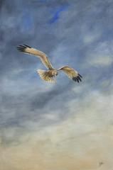 FREEDOM, Marsh Harrier